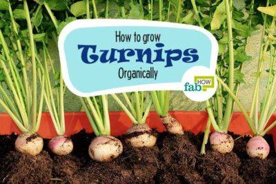 How to Grow Organic Turnips - fabhow.com
