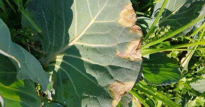 Understanding and Managing Cabbage Black Rot - gardenerspath.com