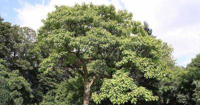 The Best Fast-Growing Shade Trees for Your Yard - gardenerspath.com - Greece