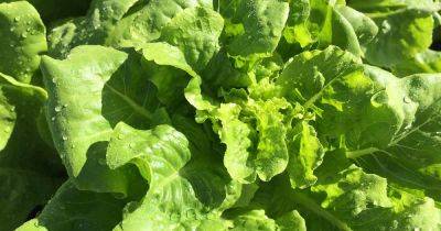 How to Identify and Control Common Lettuce Pests - gardenerspath.com