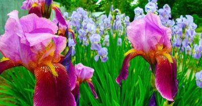 Iris Rhizome Storage Tips for Winter - gardenerspath.com