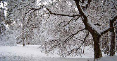 How to Prepare Your Trees For Winter - gardenerspath.com