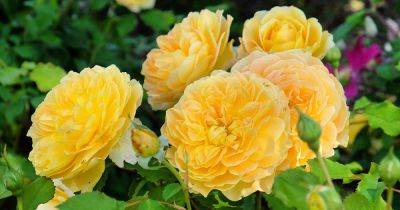 What Are the Different Types of Shrub Roses? - gardenerspath.com - Britain -  Oregon