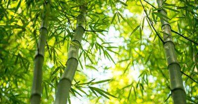 Clumping vs. Running Bamboo: What’s the Difference? - gardenerspath.com