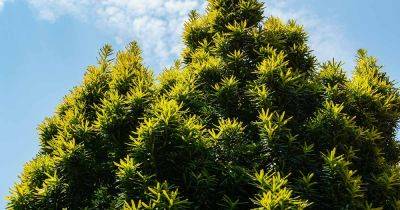 How to Grow and Care for Yew Trees and Shrubs - gardenerspath.com