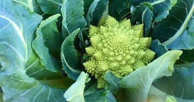 How to Grow Romanesco Broccoli - gardenerspath.com - Usa - Italy