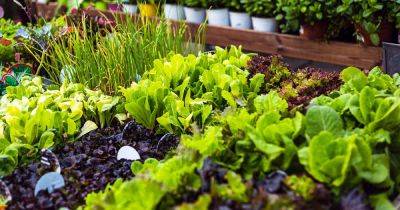 Best Companion Plants to Grow with Lettuce - gardenerspath.com