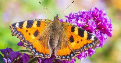 How to Grow Butterfly Bush (Buddleia) - gardenerspath.com