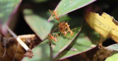 How to Control Citronella Ant Swarms | Gardener's Path - gardenerspath.com