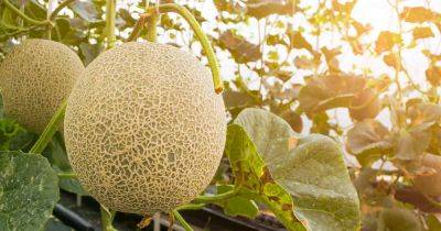 How to Grow Cantaloupe - gardenerspath.com - Usa -  Alaska
