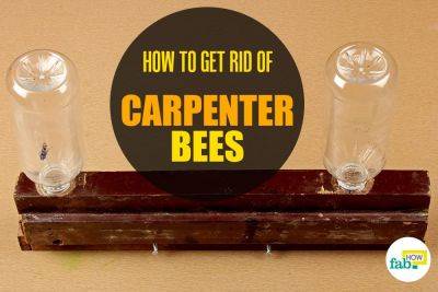 How to Get Rid of Carpenter Bees Naturally - fabhow.com