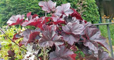 How to Grow and Care for Coral Bells (Heuchera) - gardenerspath.com