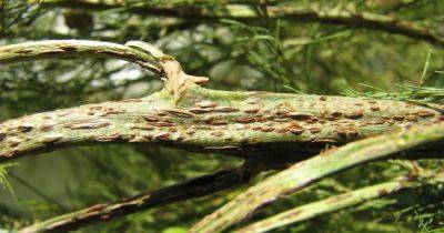 Tips for Treating Rust in Asparagus Plants - gardenerspath.com - France