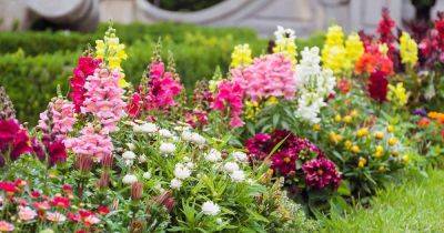 How to Propagate Snapdragons from Cuttings - gardenerspath.com