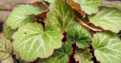 How to Grow and Care for Strawberry Begonias Indoors - gardenerspath.com