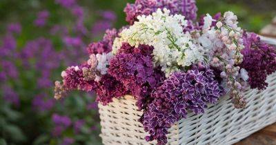 23 of the Best Lilac Varieties - gardenerspath.com - Sweden