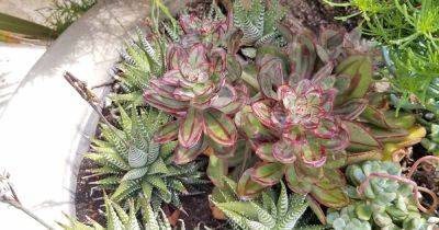 9 Best Succulent Planters for Container Gardening - gardenerspath.com - Usa