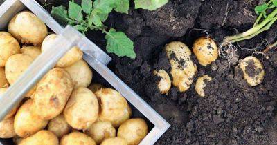 When and How To Harvest Homegrown Potatoes | Gardener's Path - gardenerspath.com