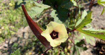 Tips for Growing ‘Red Burgundy’ Okra - gardenerspath.com