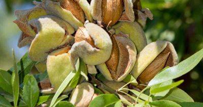 How to Plant, Grow, and Care for Almond Trees | Gardener's Path - gardenerspath.com - Usa - Egypt