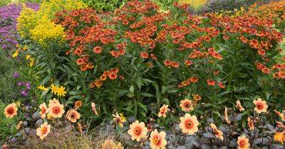 19 of the Best Flowering Companion Plants for Dahlias - gardenerspath.com