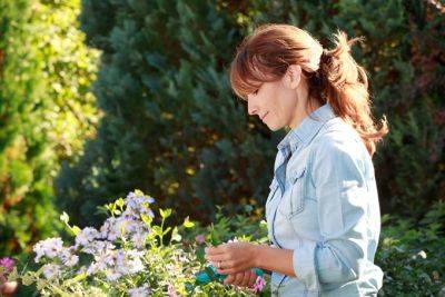 Grow Your Own Cut Flower Garden | Gardener's Path - gardenerspath.com