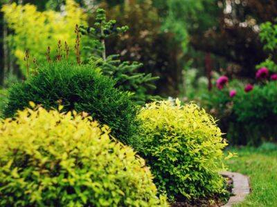 4 Common Landscaping Mistakes For Shrubs And Bushes - gardeningknowhow.com