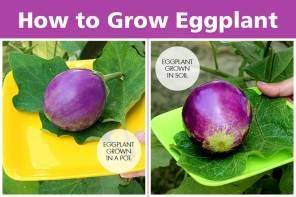 How to Grow Eggplant in a Pot - fabhow.com - Britain