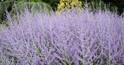 How to Grow and Care for Russian Sage - gardenerspath.com - Russia