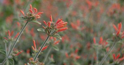 How to Grow and Care for Hummingbird Plants - gardenerspath.com