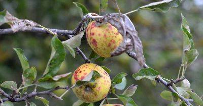 How to Identify and Treat Common Apple Diseases | Gardener's Path - gardenerspath.com