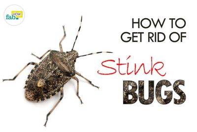 How to Get Rid of Stink Bugs - fabhow.com