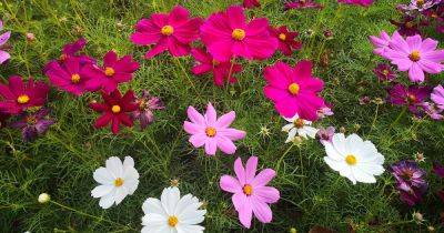 19 of the Best Flowering Companions for Cosmos - gardenerspath.com