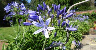 How to Care for Agapanthus Plants in Winter - gardenerspath.com