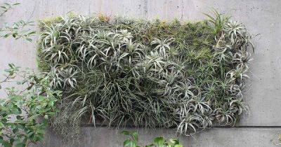 Grow Indoor Air Plants for Living Wall Art | Gardener's Path - gardenerspath.com - Usa - Spain - Mexico
