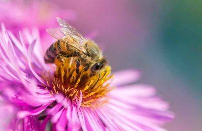 13 Best Flowers for Attracting Pollinators to the Garden | Gardener's Path - gardenerspath.com