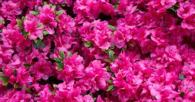 How to Grow and Care for Rhododendrons - gardenerspath.com - China - Canada - India - Japan - Mexico