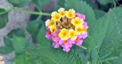 The 9 Best Full-Sun Flowering Perennials for Zones 7-11 - gardenerspath.com