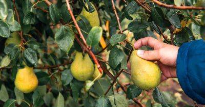 How and When to Harvest Pears - gardenerspath.com
