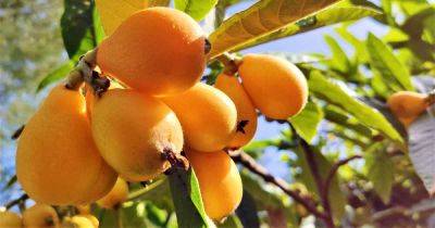 How to Grow and Care for Loquat Trees - gardenerspath.com - China