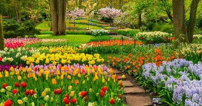 Best Companion Plants for Daffodils - gardenerspath.com