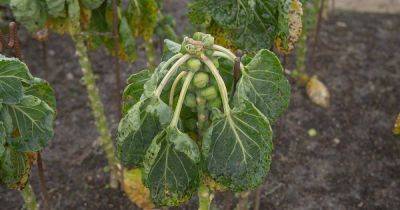 How to Identify and Manage Brussels Sprout Diseases - gardenerspath.com