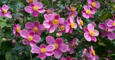How to Grow and Care for Japanese Anemone Flowers | Gardener's Path - gardenerspath.com - China - Japan