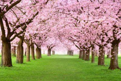 4 Best Flowering Cherry Trees to Grow in the South | Gardener's Path - gardenerspath.com - China - Japan