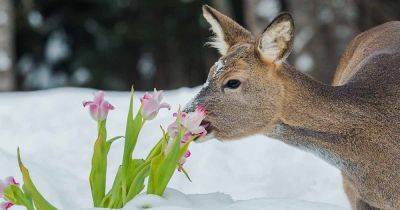 How to Protect Your Tulips from Deer - gardenerspath.com