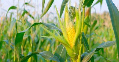 When and How to Harvest Corn - gardenerspath.com