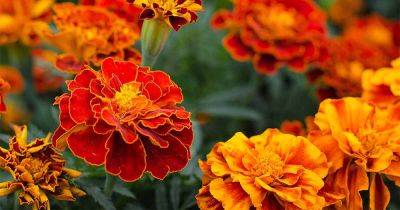 How to Grow and Care for Marigold Flowers | Gardener's Path - gardenerspath.com