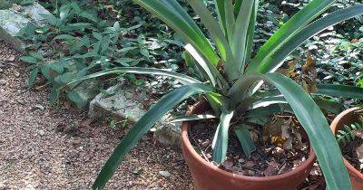Grow Pineapple from Kitchen Scraps at Home - gardenerspath.com
