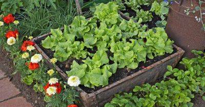 How to Grow Lettuce in Containers - gardenerspath.com -  Florida