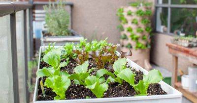 9 of the Best Types of Containers for Growing Lettuce - gardenerspath.com